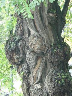 41 knotted tree.JPG